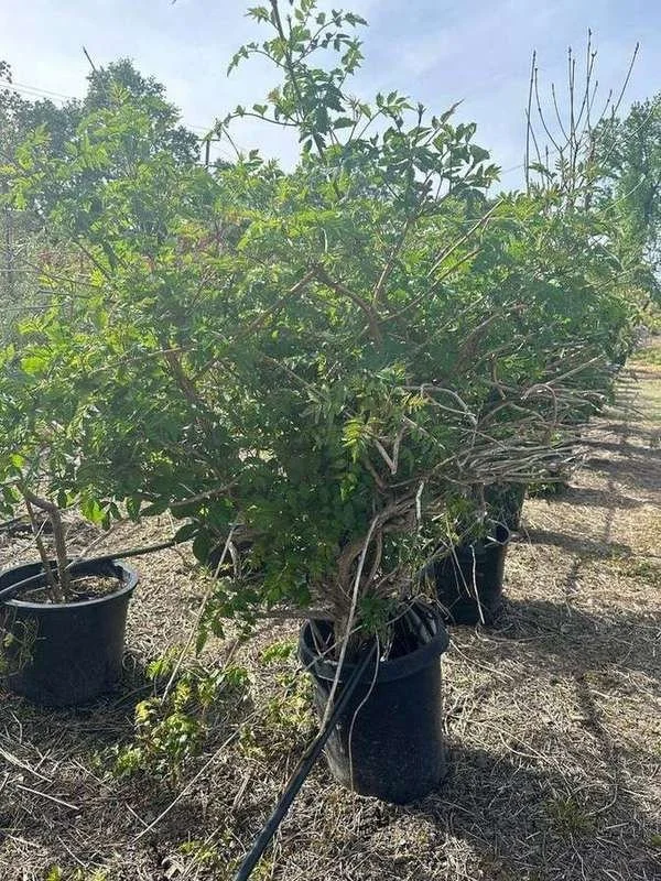 trumpet-vine-02-container-vine-woody-trunk.jpg