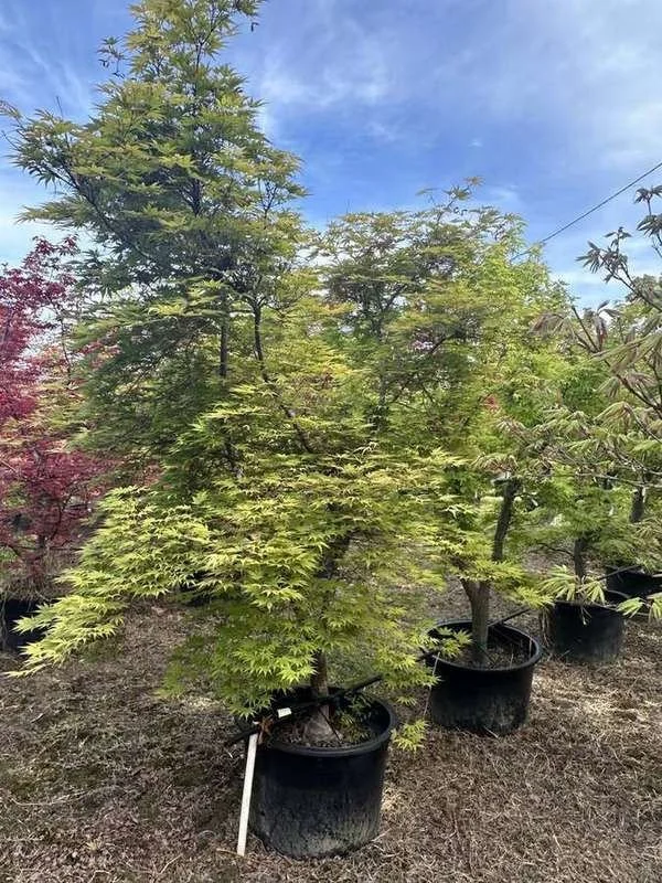 japanese-maple-33-green-upright-container-specimen.jpg