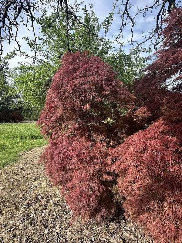 japanese-maple-10-laceleaf-specimen-cascading-form.jpg