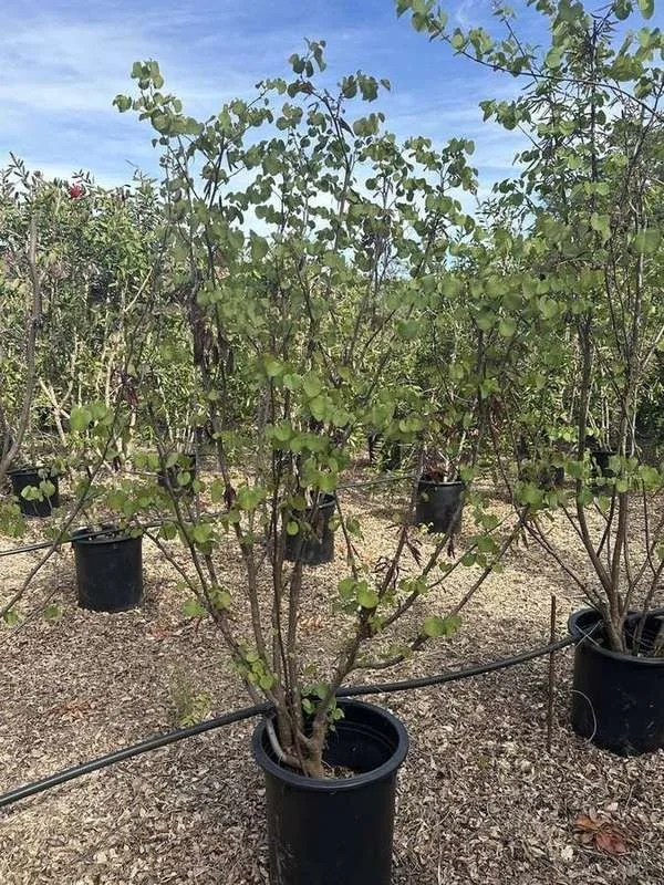 western-redbud-01-multi-stem-container-stock.jpg