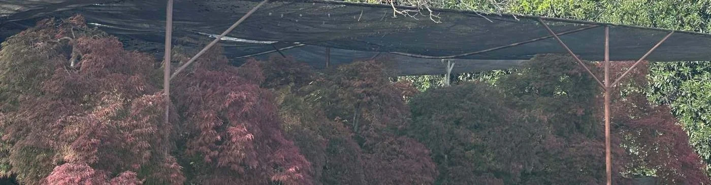 japanese-maple-02-laceleaf-shade-house-of-laceleaf-specime.jpg