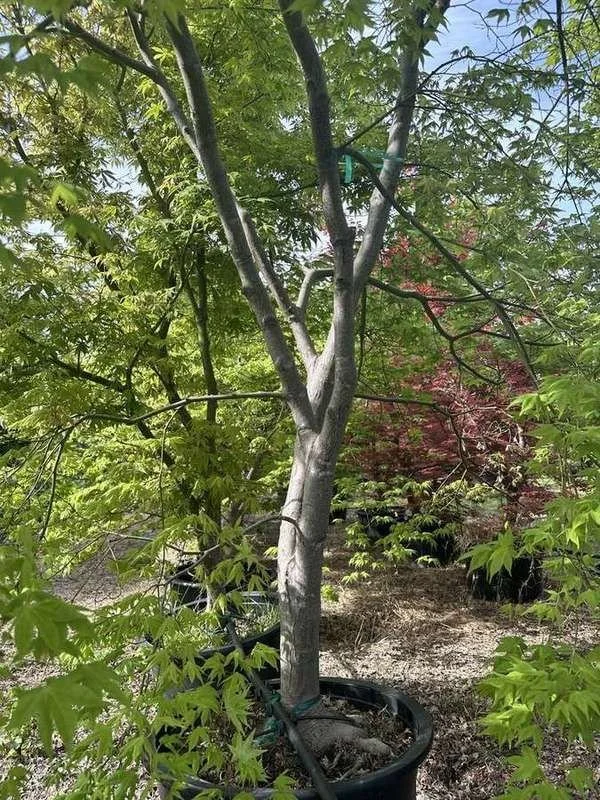 japanese-maple-29-green-upright-single-trunk-container-tre.jpg