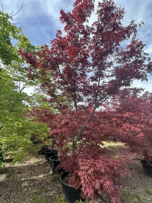japanese-maple-23-red-upright-container-specimen.jpg