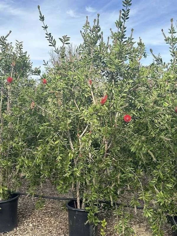 bottlebrush-02-container-row-in-flower.jpg