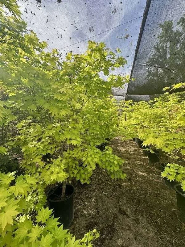 japanese-maple-40-golden-under-shade-cloth.jpg
