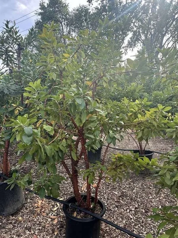 strawberry-tree-05-multi-trunk-container-tree.jpg