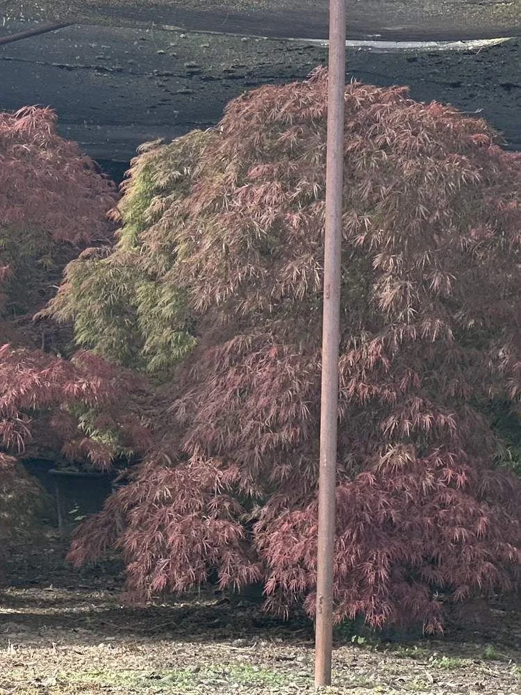 japanese-maple-16-laceleaf-shade-house-specimen-detail.jpg