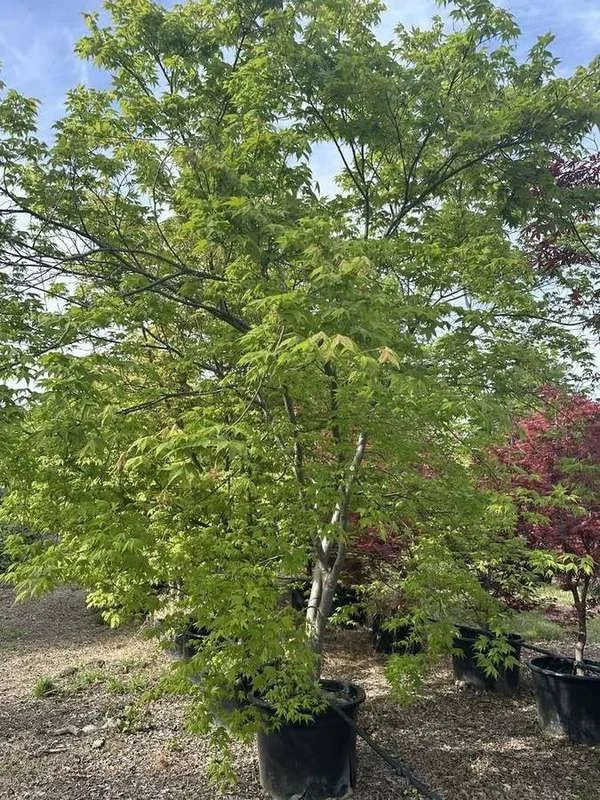 japanese-maple-28-green-upright-container-specimen.jpg