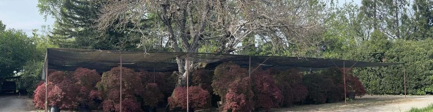japanese-maple-03-laceleaf-laceleaf-block-panorama.jpg