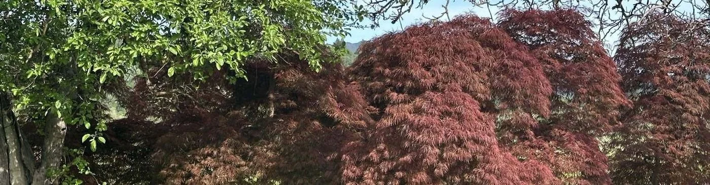 japanese-maple-05-laceleaf-boxed-specimens.jpg