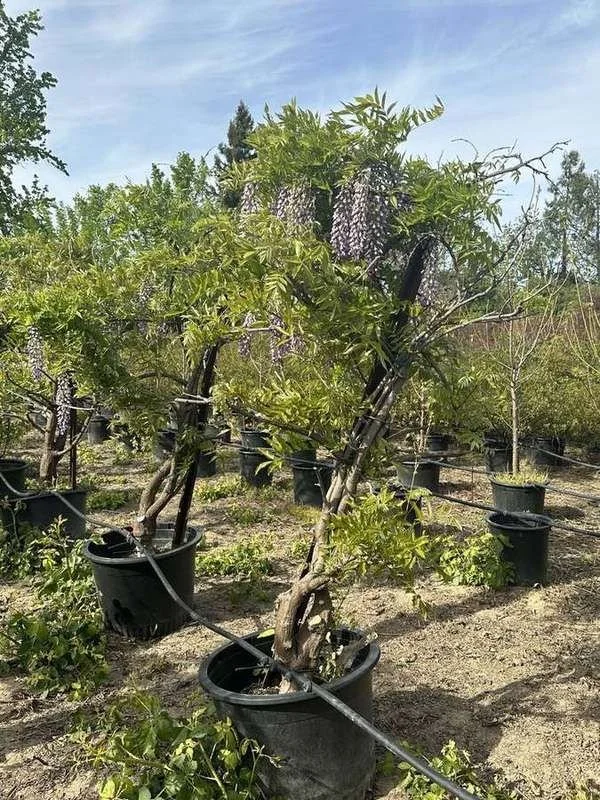 wisteria-02-trained-trunks-in-bloom.jpg