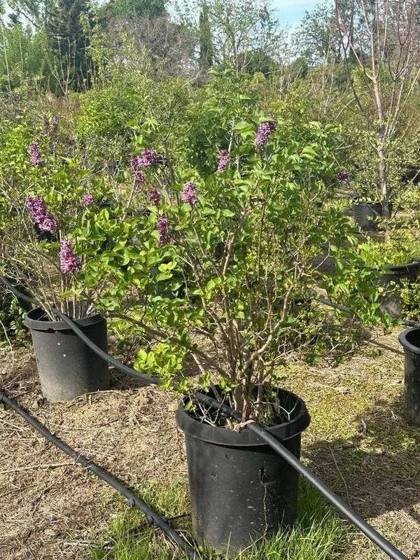 common-lilac-03-container-shrub-in-bloom.jpg
