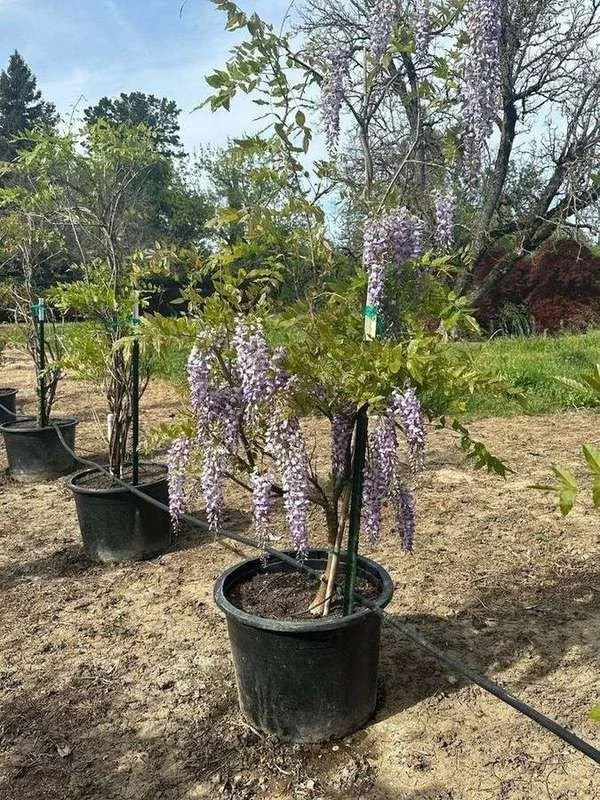 wisteria-01-staked-15-gal-plants-in-bloom.jpg