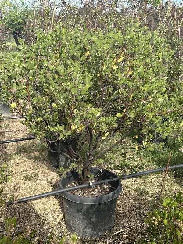 manzanita-03-container-shrub.jpg