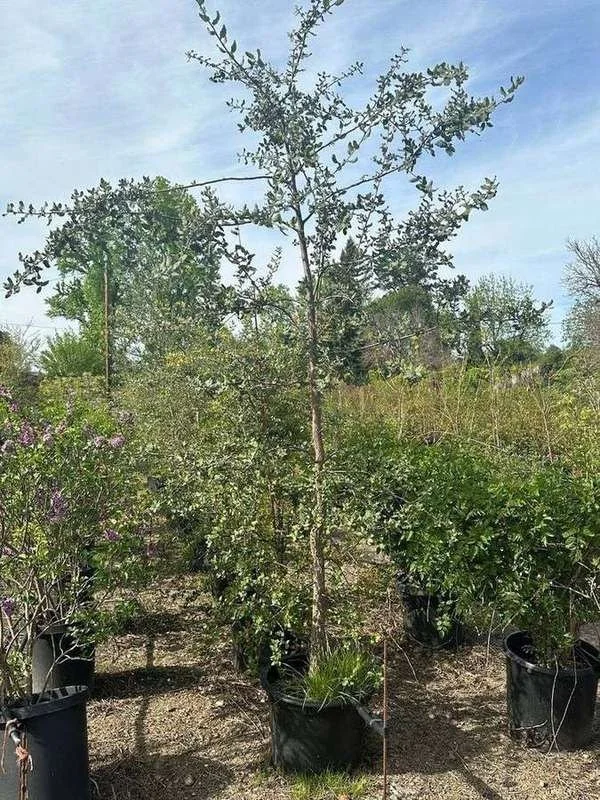 cork-oak-02-single-trunk-standard.jpg