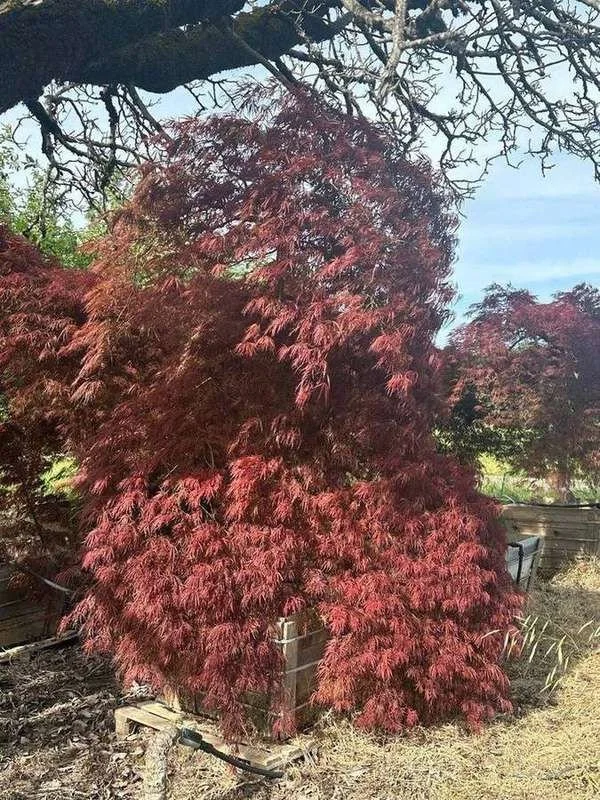 japanese-maple-07-laceleaf-boxed-specimen-cascading-form.jpg
