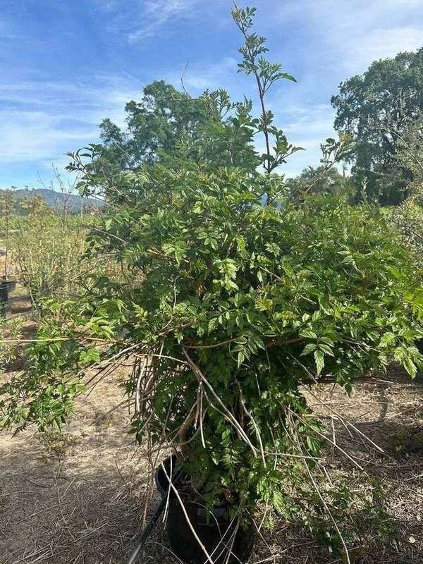 trumpet-vine-01-established-container-vine.jpg