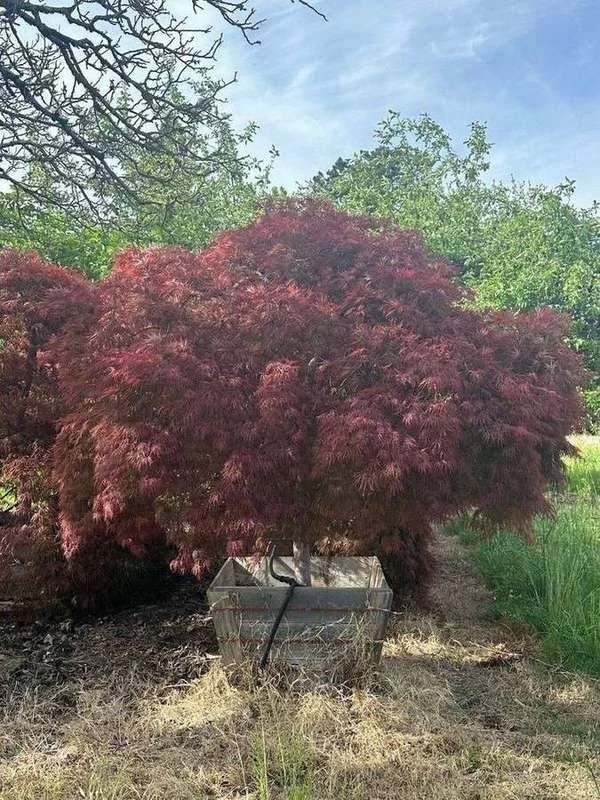 japanese-maple-06-laceleaf-boxed-specimen-spring-foliage.jpg