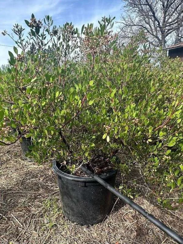 manzanita-04-dense-container-shrub.jpg