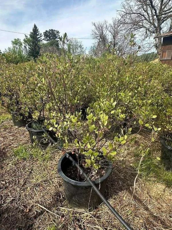 manzanita-09-container-block.jpg
