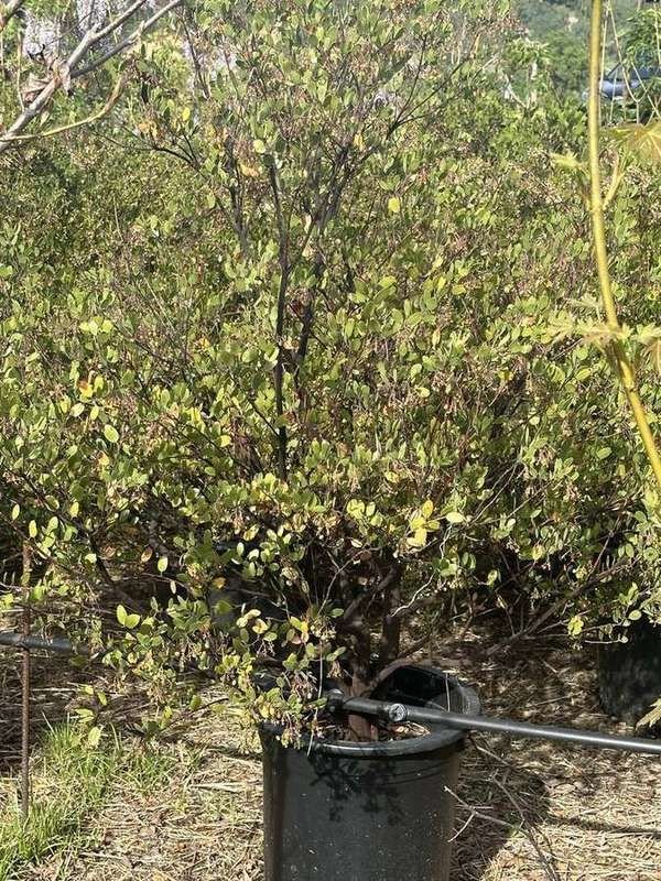 manzanita-10-container-shrub.jpg