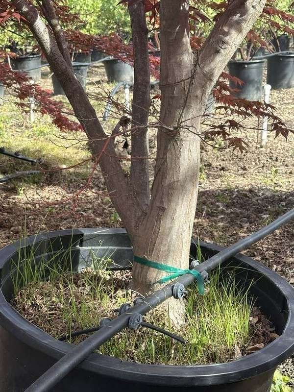 japanese-maple-21-red-upright-trunk-and-caliper-detail.jpg