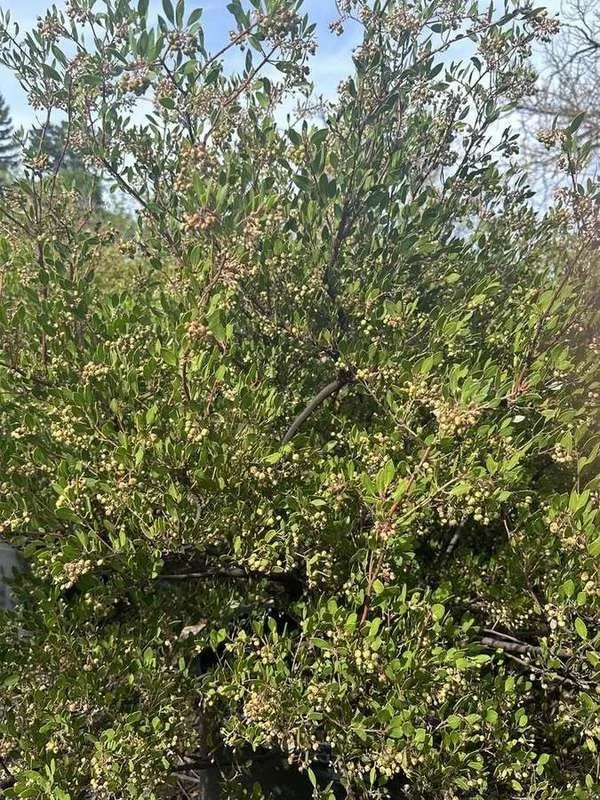 manzanita-12-dense-shrub-carrying-berries.jpg