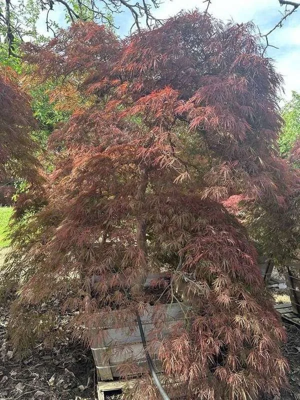 japanese-maple-12-laceleaf-boxed-specimen.jpg