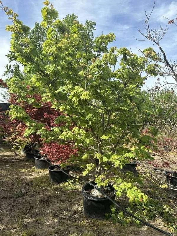 japanese-maple-38-green-upright-container-specimen.jpg
