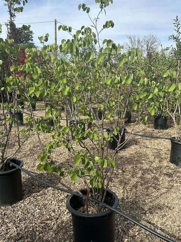 western-redbud-02-multi-stem-container-stock.jpg