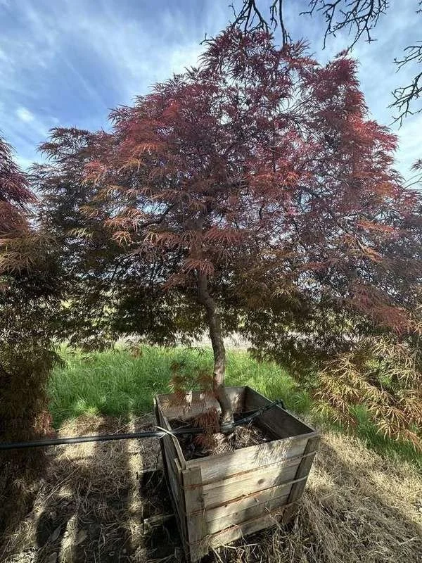 japanese-maple-13-laceleaf-boxed-specimen-standard-form.jpg