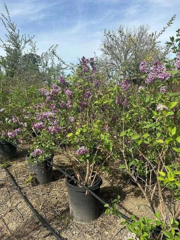 common-lilac-01-container-shrubs-in-bloom.jpg
