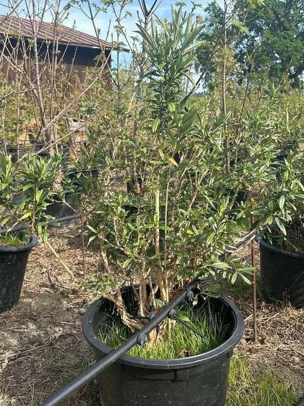 tree-anemone-01-multi-stem-container-shrub.jpg