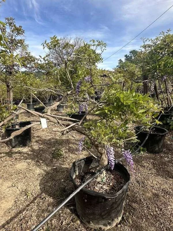 wisteria-03-container-plants-in-bloom.jpg
