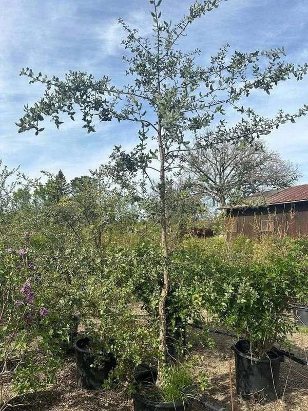 cork-oak-03-single-trunk-standard.jpg