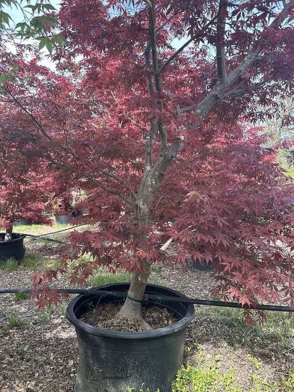 japanese-maple-24-red-upright-container-specimen.jpg