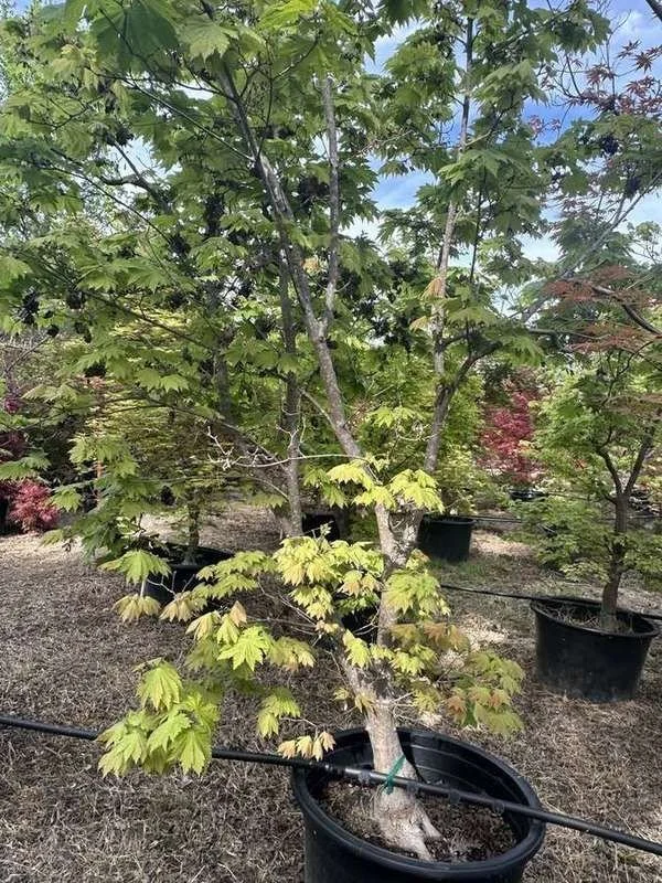 japanese-maple-35-green-upright-container-specimen.jpg