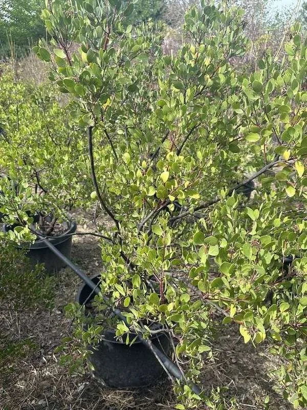 manzanita-16-container-shrub.jpg