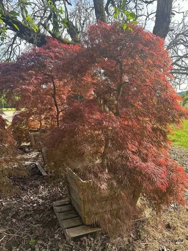 japanese-maple-09-laceleaf-boxed-specimen-copper-red-new-g.jpg