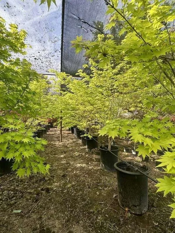japanese-maple-41-golden-container-rows-under-shade-cloth.jpg