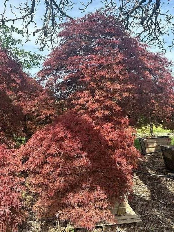 japanese-maple-08-laceleaf-boxed-specimen-layered-canopy.jpg