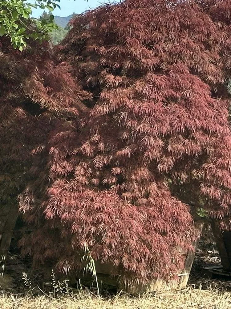 japanese-maple-14-laceleaf-boxed-specimen-detail.jpg