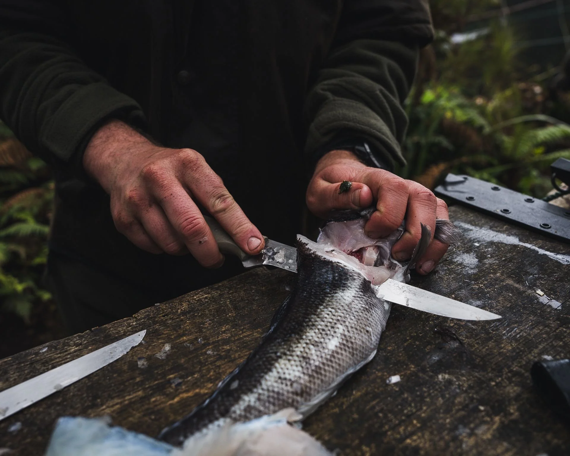 Timber-handled filleting knife working down the backbone of a whole fish