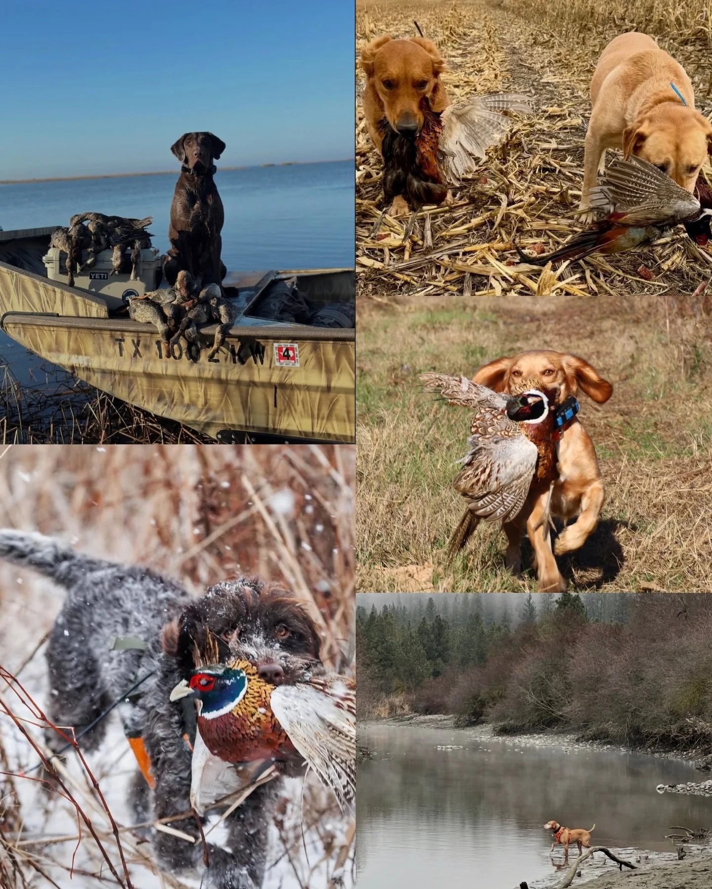 Lady Outdoor Lifestyles Photo Contest - Bird Dog Edition 🪶 ✨ 

1. @mrslosander 
2. @wildland_gypsy 
3. @pheasantbabe 
4. @throughjaydenslens 
5. @thatsharpshootinggirl 

How to Vote: &bull; Follow @ladyoutdoorlifestyles on IG &bull; Comment the # of