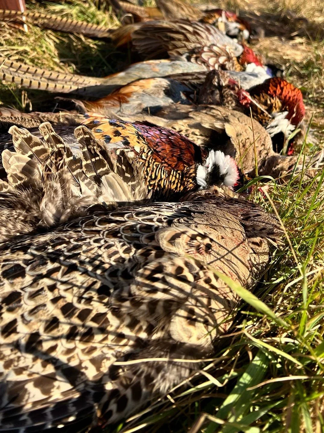 From Field to Fork: Why Using the Whole Animal Matters