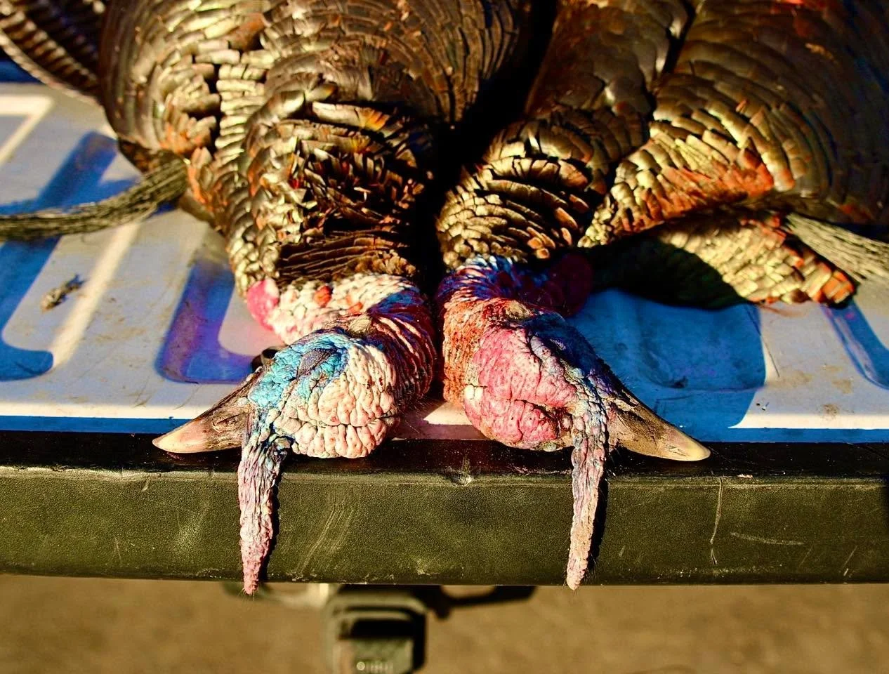 Ladies, it&rsquo;s your time to shine 🦃✨

Lady Outdoor Lifestyles is kicking off our upcoming Turkey Series, and we want to hear your story! We&rsquo;re looking to spotlight women across the country who have successfully harvested a turkey&mdash;and