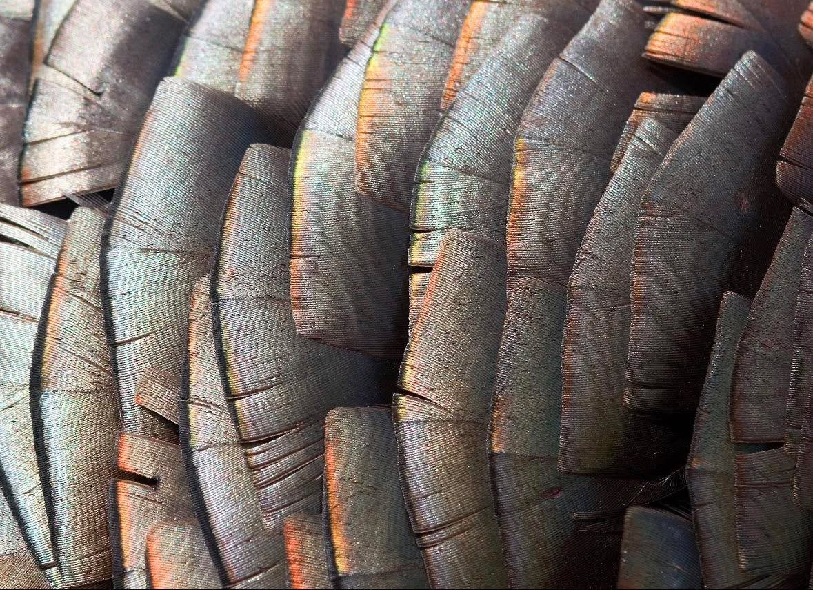 Turkey time is HERE 🦃🔥

The next week is about to be jam packed with turkey hunting stories, gear recommendations, real-world experience, and all things gobblers. From early morning setups to lessons learned in the field&mdash;we&rsquo;re bringing 