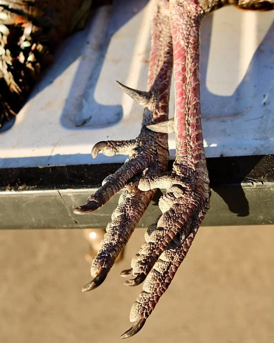 Spurs, strut, and a whole lot of attitude 🦃🔥

Two fun facts about turkeys and those sharp spurs:
&bull; A gobbler&rsquo;s spurs are actually made of keratin (just like your fingernails) and continue to grow throughout their life&mdash;getting longe