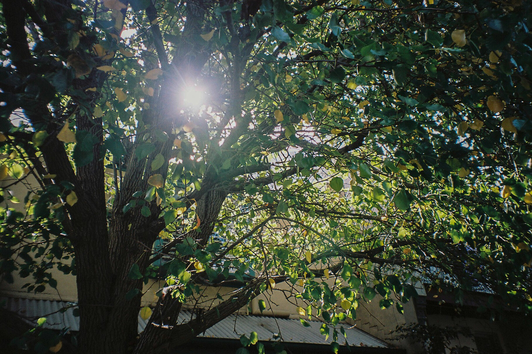 Kodak portra 160Minolta capios Riva 75w07.jpg