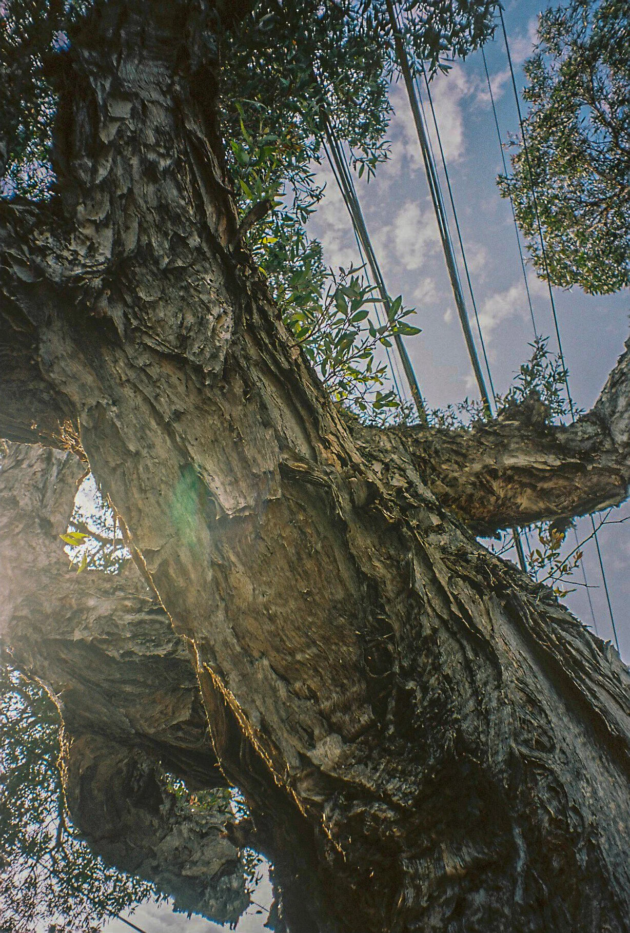 Kodak portra 160Minolta capios Riva 75w12.jpg
